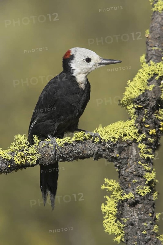White-headed Woodpecker (Leuconotopicus albolarvatus), Oregon, USA