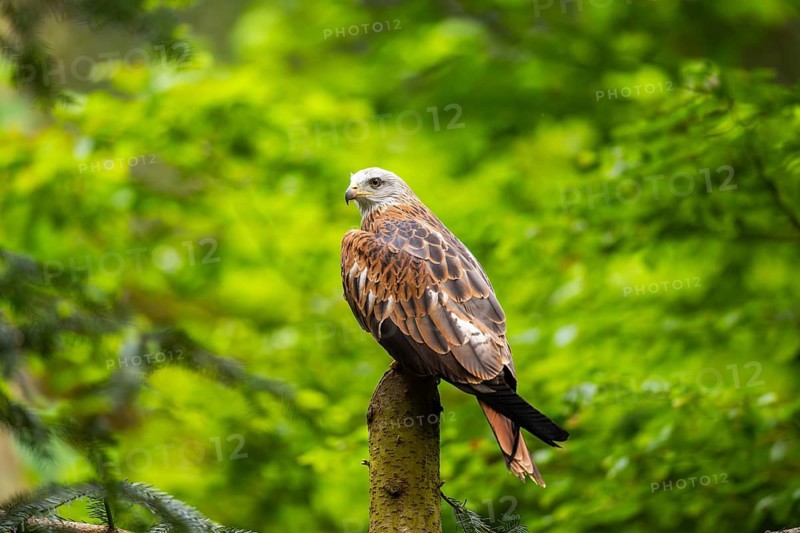 Red kite (Milvus milvus) sitting on a tree trunk, Bavaria, Germany