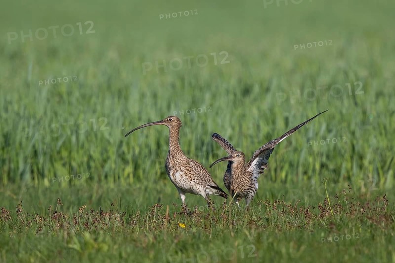 Eurasian Curlew (Numenius arquata) pair displaying, North Rhine-Westpalia, Germany