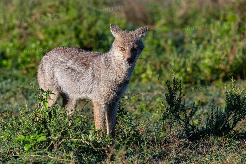 Side-striped Jackal (Canis adustus) Ndutu Aerea Tanzania March