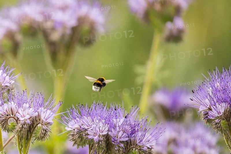 Buff-tailed bumble bee (Bombus terrestris) worker feeding on nectar from Scorpionweed (Phacelia tanacetifolia) flowers, Hesse, Germany