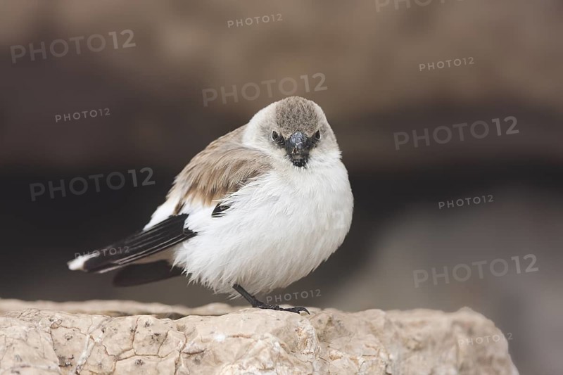 White-winged Snowfinch - Schneesperling - Montifringilla nivalis ssp. leucura, adult, Turkey