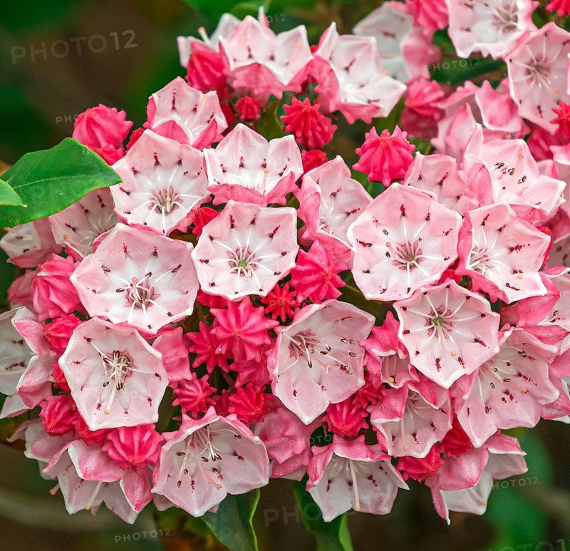 Mountain laurel (Kalmia latifolia 'Olympic Fire'), Rhodo 2014, Germany