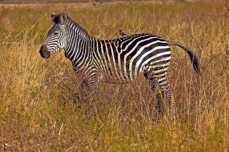 Crawshay's zebra (Equus Quagga crawshayi), Zambia