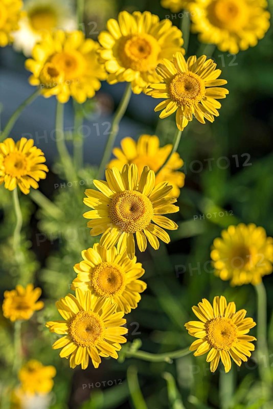 Dyer's chamomile (Anthemis tinctoria),  Switzerland