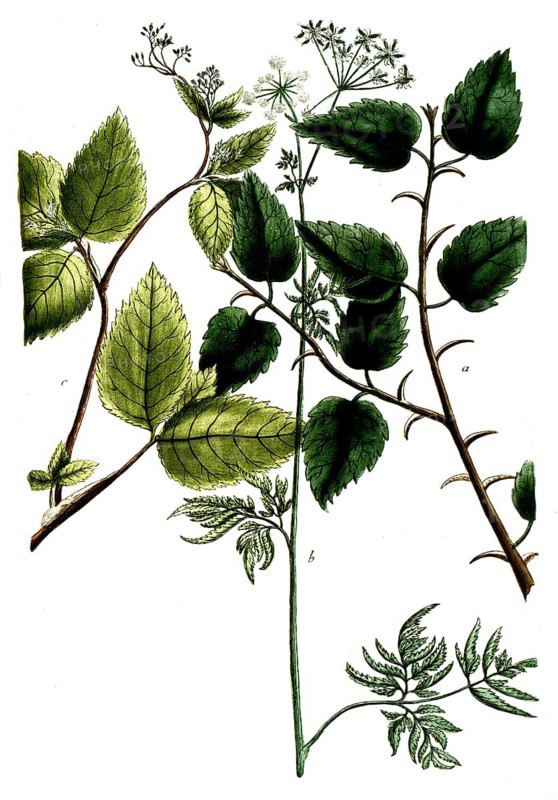 Botany, plants, a. myrrha, myrrh, b. myrrhis annua minor, c. myrrhis canadensis trifolia
