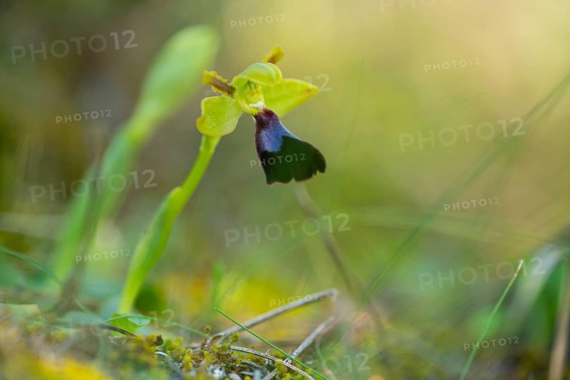 A close-up of the Ophrys atlantica, flourishing in its natural environment in Southern Europe