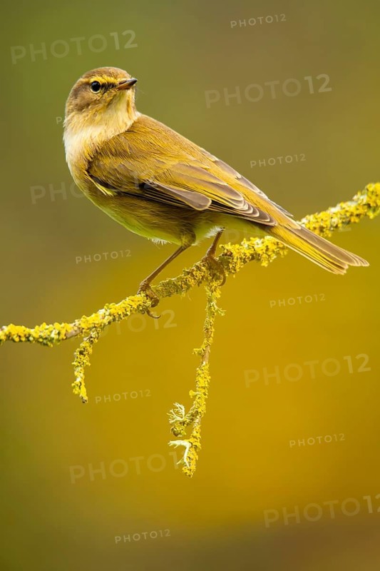 A Common chiffchaff, Phylloscopus collybita, is captured resting on a lichen-adorned branch against a soft green background