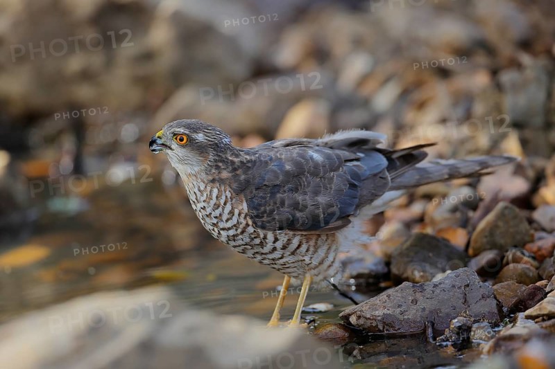 Eurasian Sparrowhawk (Accipiter nisus) male drinking at a waterhole, Andalusia, Spain