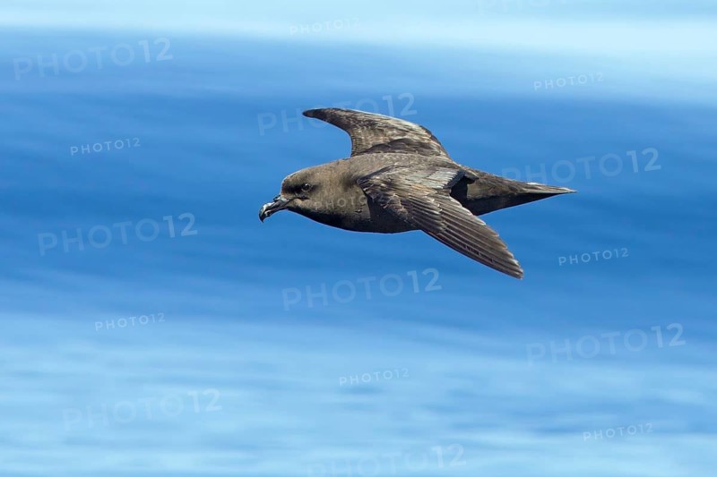 Great-winged Petrel (Pterodroma macroptera) flying, Victoria, Australia
