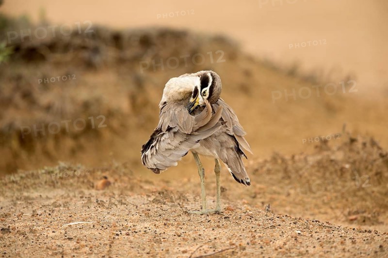 Great Stone-curlew (Esacus recurvirostris) preening, perched on the ground, Bundala National Park, Sri Lanka