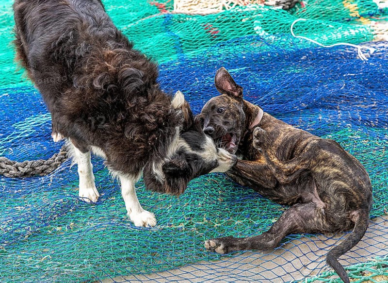 Playful dogs fight on fishermen's nets in the port of Cala Figuera, Majorca, Spain