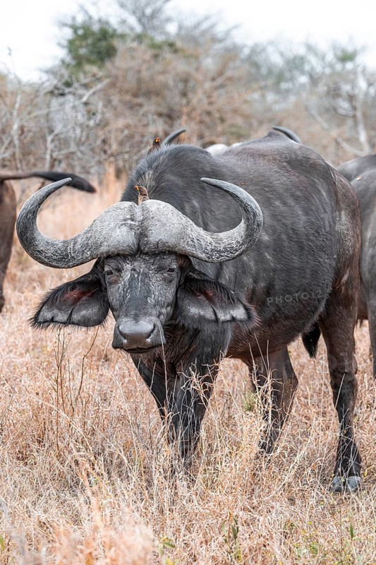 Cape buffalo (Syncerus caffer caffer) with yellowbill oxpecker (Buphagus africanus), Kruger National Park, South Africa