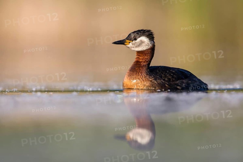 Red-necked Grebe (Podiceps grisegena), Poland