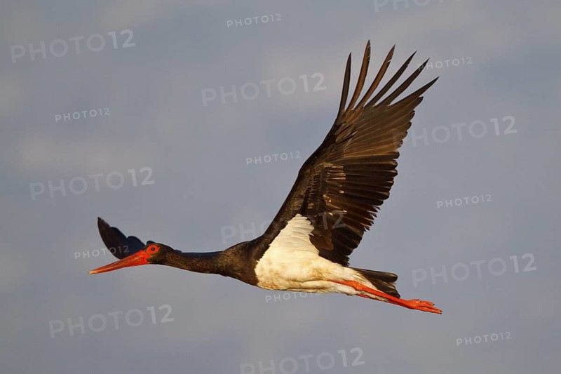 Black Stork (Ciconia nigra) flying, Greece