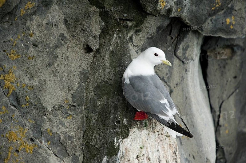 Red-legged Kittiwake (Rissa brevirostris), Alaska, USA
