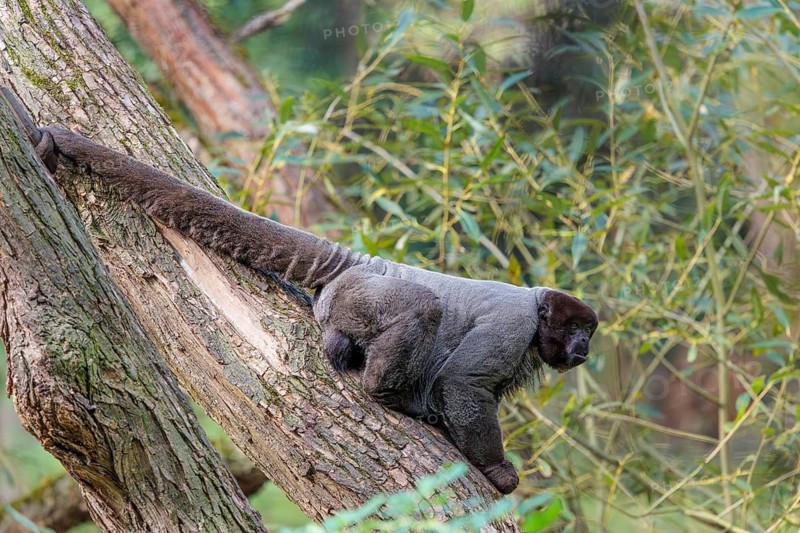 A brown woolly monkey (Lagothrix lagothricha) sits in a tree, secured by its prehensile tail that assists in climbing. Brazil, South America