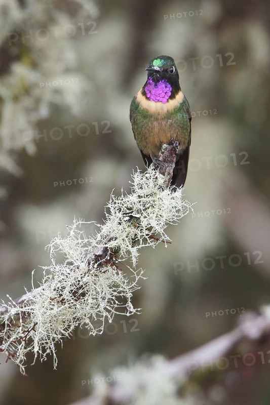 Amethyst-throated Sunangel (Heliangelus amethysticollis) perched on a branch in Bolivia, South America