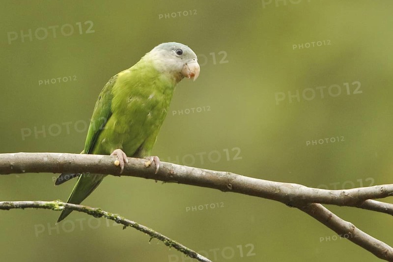 Grey-cheeked Parakeet (Brotogeris pyrrhoptera), Ecuador