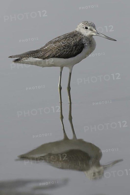 Common Greenshank (Tringa nebularia), Gambia