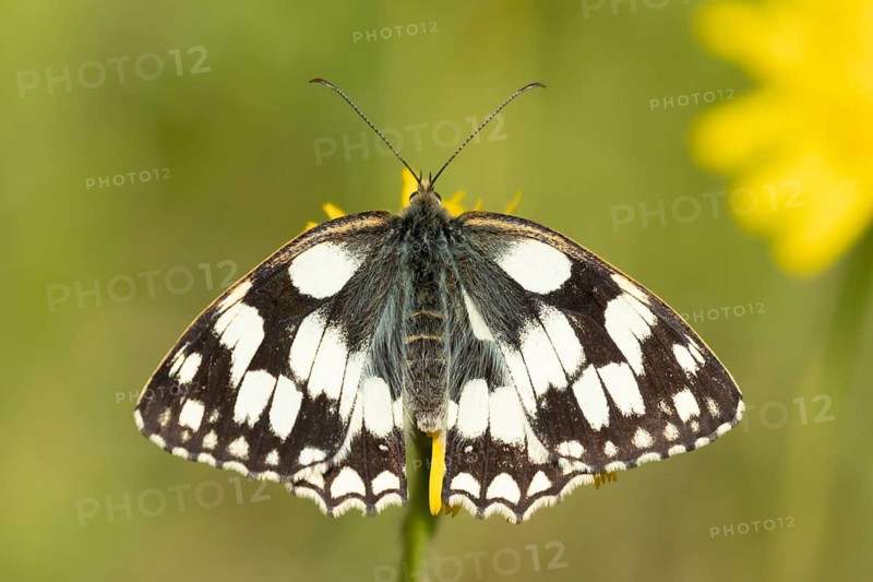 Marbled white butterfly (Melanargia galathea) adult insect feeding on a Hawksbit flower in summer, Suffolk, England, United Kingdom