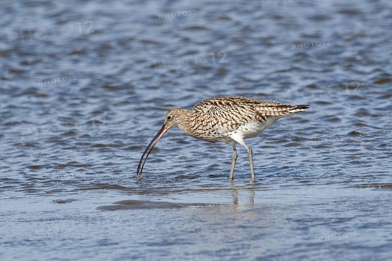 Curlew (Numenius arquata), adult bird, wader, feeding on the shoreline at low tide, North East coast, Northumberland, England, UK