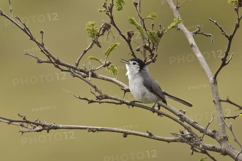 Tropical Gnatcatcher (Polioptila plumbea), Ecuador