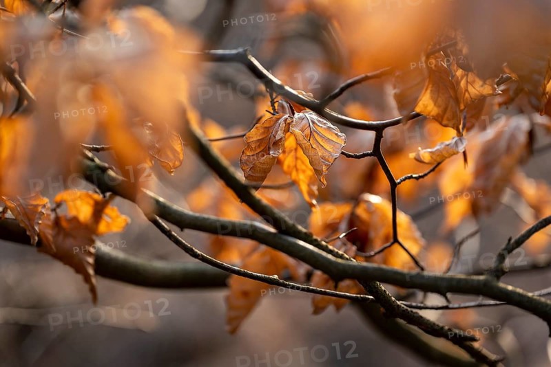 Golden autumn leaves hang from tree branches and create a calm, natural atmosphere in the backlight, North Rhine-Westphalia, Germany