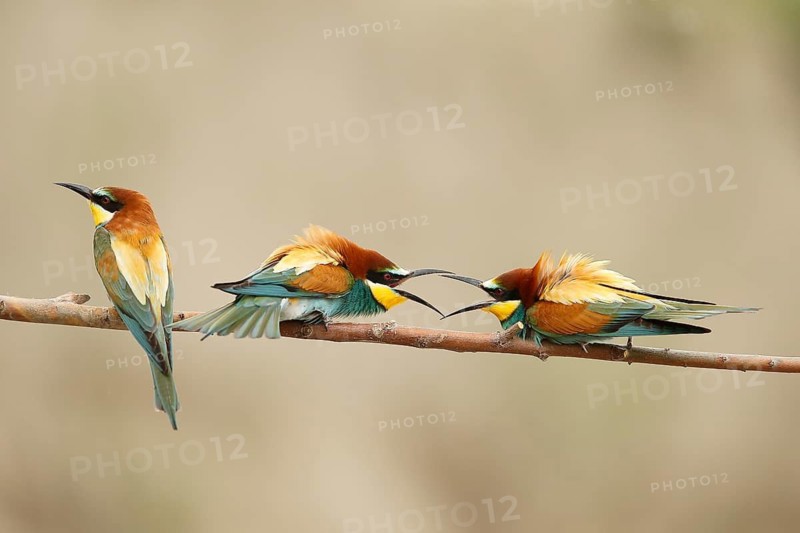 European Bee-eater (Merops apiaster), Piedmont, Italy