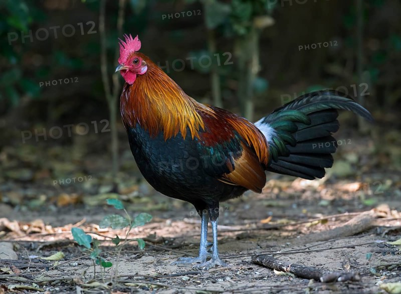 Red Junglefowl (Gallus gallus) male, Kaeng Krachan, Thailand