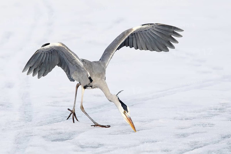 Grey Heron (Ardea cinerea), Berlin, Germany
