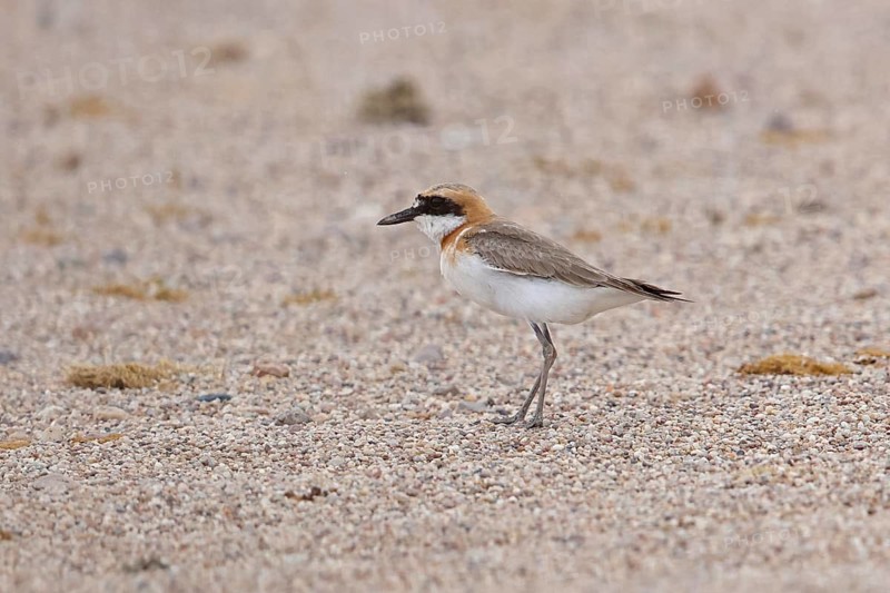 Greater Sand Plover (Charadrius leschenaultii) male, Oemnoe Gobi, Mongolia