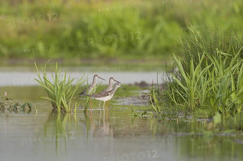 Spotted Redshank & Spotted Redshank (Tringa erythropus & Tringa nebularia), Schleswig-Holstein, Germany