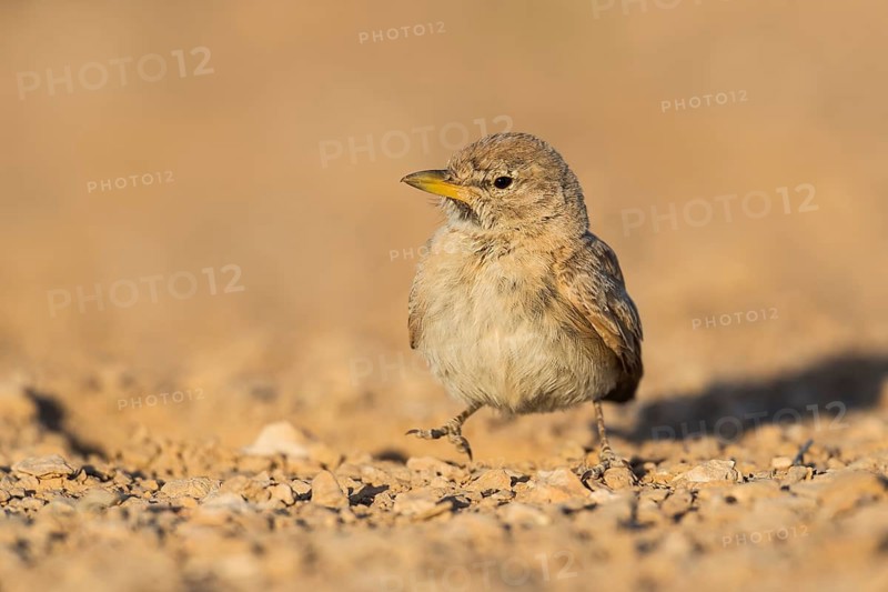 Desert Lark (Ammomanes deserti), Eilat, Israel