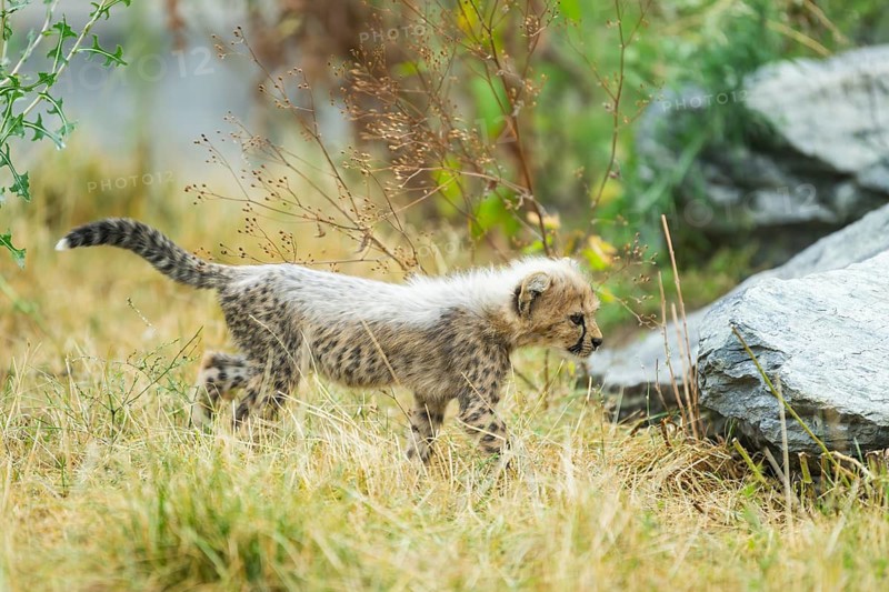 Cheetah (Acinonyx jubatus) youngster walking on a meadow, captive, occurrence Africa