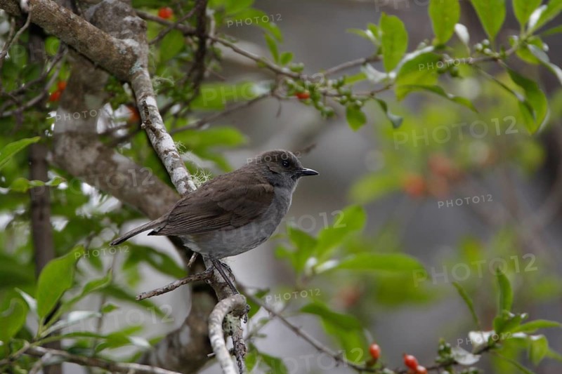 Photographed on the Island of Hawaii.Endemic to the Island of Hawaii