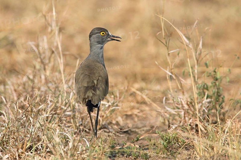 Senegal Lapwing (Vanellus lugubris) on field, Uganda