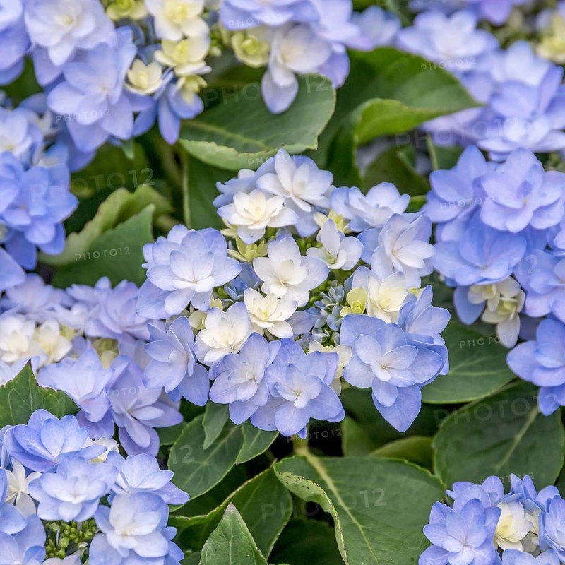 Garden hydrangea (Hydrangea macrophylla ROMANCE - blue), Plantarium 2016, Netherlands