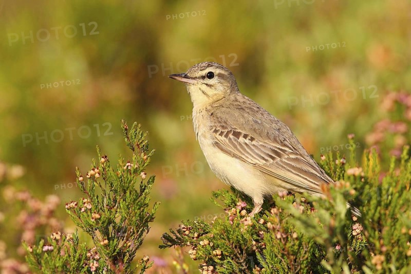 Tawny Pipit (Anthus campestris), Covilha, Portugal