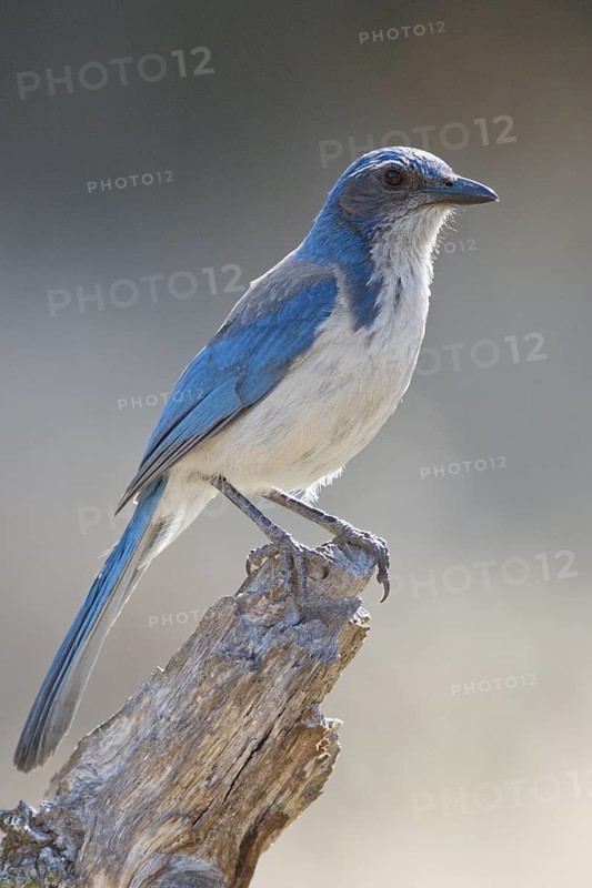 A Western Scrub-Jay (Aphelocoma californica) perched on the stub end of a dead limb at Ancil Hoffman County Park in Carmichael California