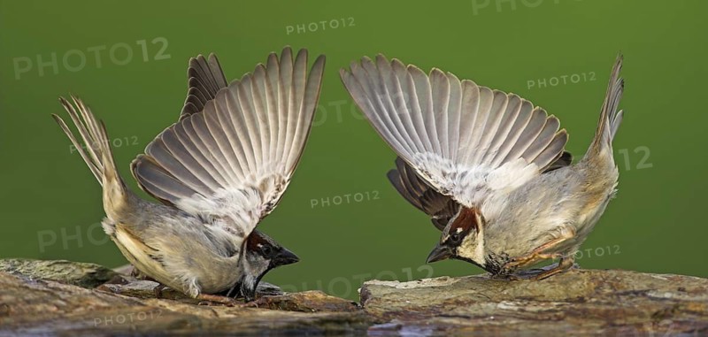 House Sparrow (Passer domesticus) male, Germany