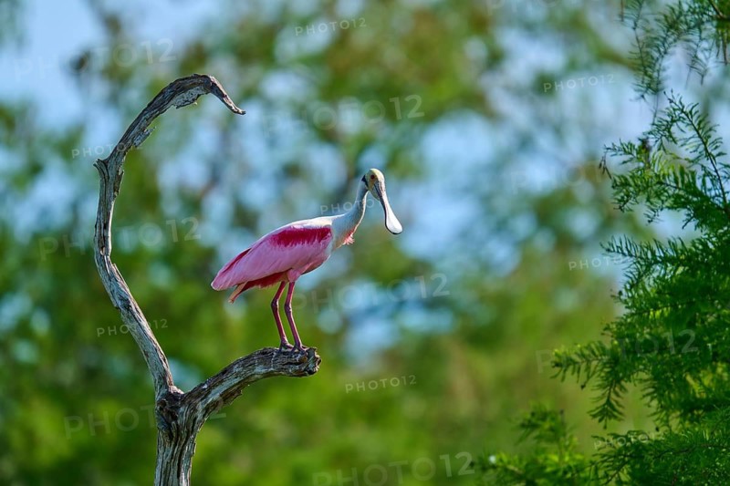Roseate spoonbill sitting on a gnarled branch, surrounded by green trees and blue sky, roseate spoonbill (Ajaja ajaja), spring, St. Augustine, Florida, USA