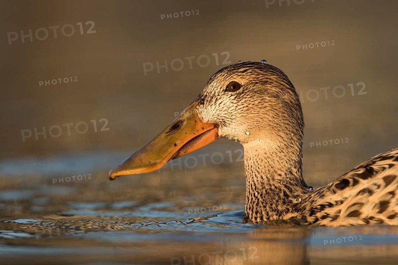 Northern Shoveler (Spatula clypeata) female, Baden-Wuerttemberg, Germany