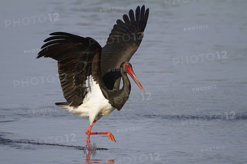 Black Stork (Ciconia nigra), Greece