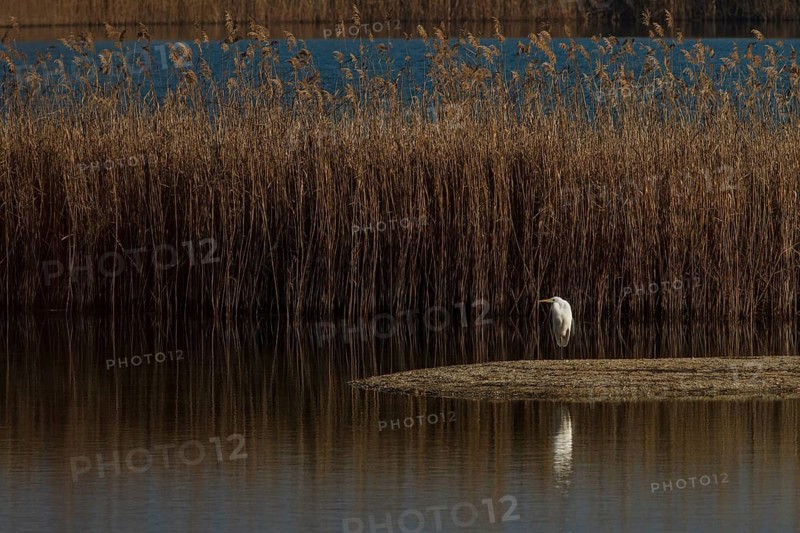 Great Egret (Ardea alba), resting on marsh, Galicia, Spain