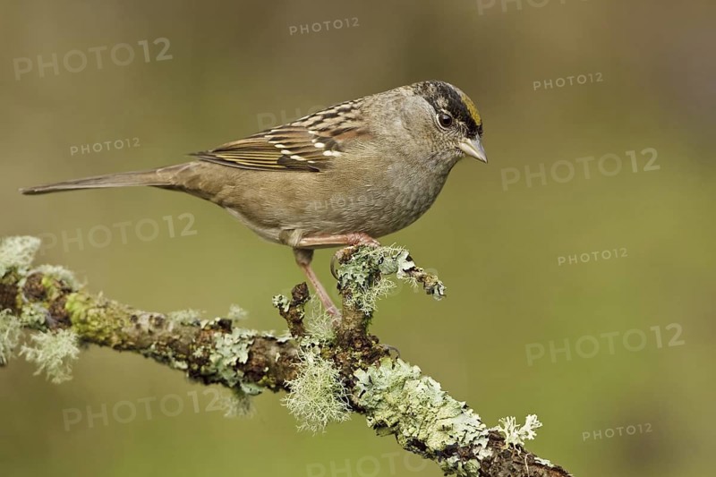Golden-crowned Sparrow (Zonotrichia atricapilla), British Columbia, Canada