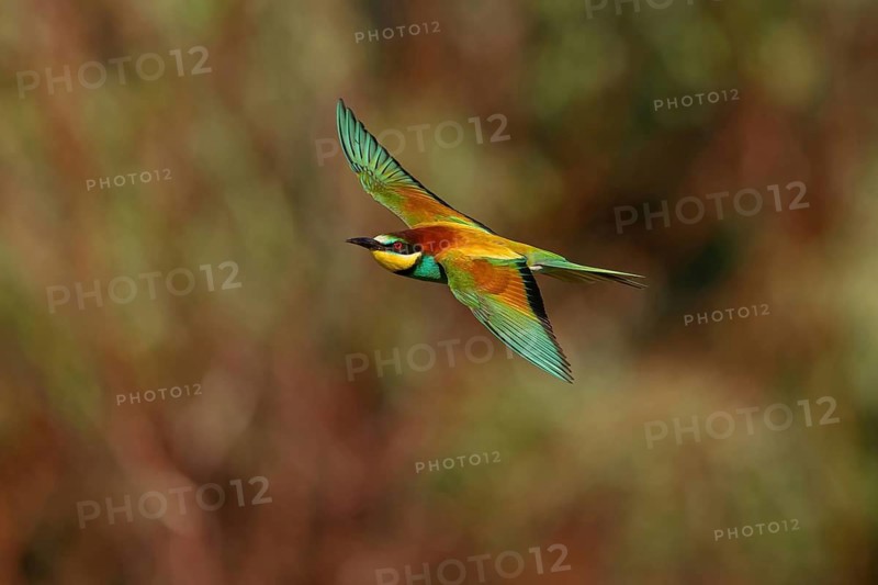 Bee-eater, (Merops apiaster), flight photo, Tiszaalp-r, Kiskuns-gi National Park, B-cs-Kiskun, Hungary
