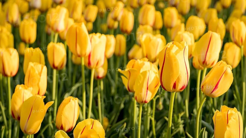 A field of yellow tulips with subtle red accents showcases their vibrant beauty under sunlight. The lush green stems add a refreshing contrast, epitomizing springtime bloom