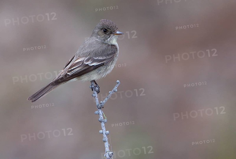 Western Wood-Peewee (Contopus sordidulus)
