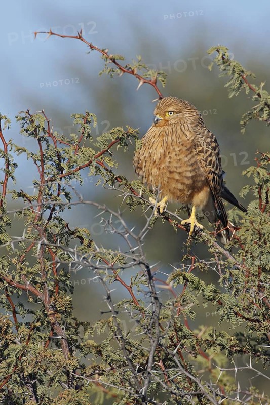 Greater Kestrel (Falco rupicoloides), Northern Cape, South Africa